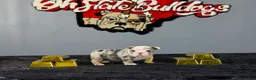 English Bulldog dogs for sale: English Bulldog 2 - Ad 5