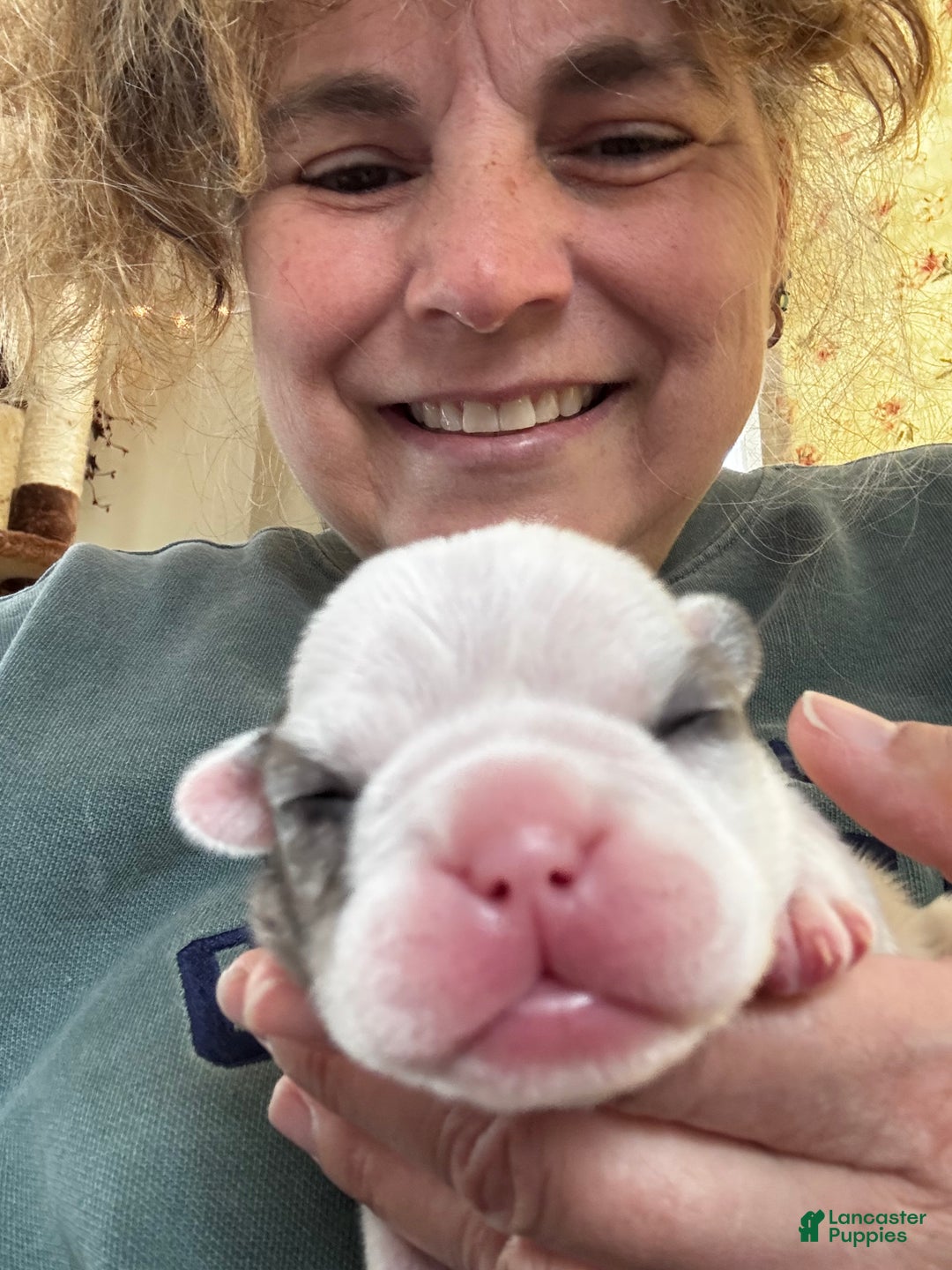 French Bulldog dogs for sale: French Bulldog Puppy 2 “Whisp” - Ad 16