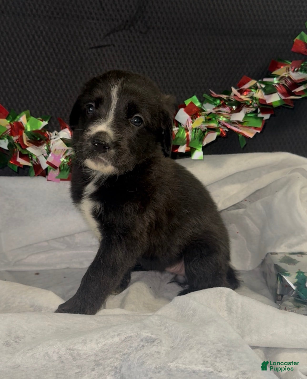 Mixed Breed dogs Selena - Ad 37