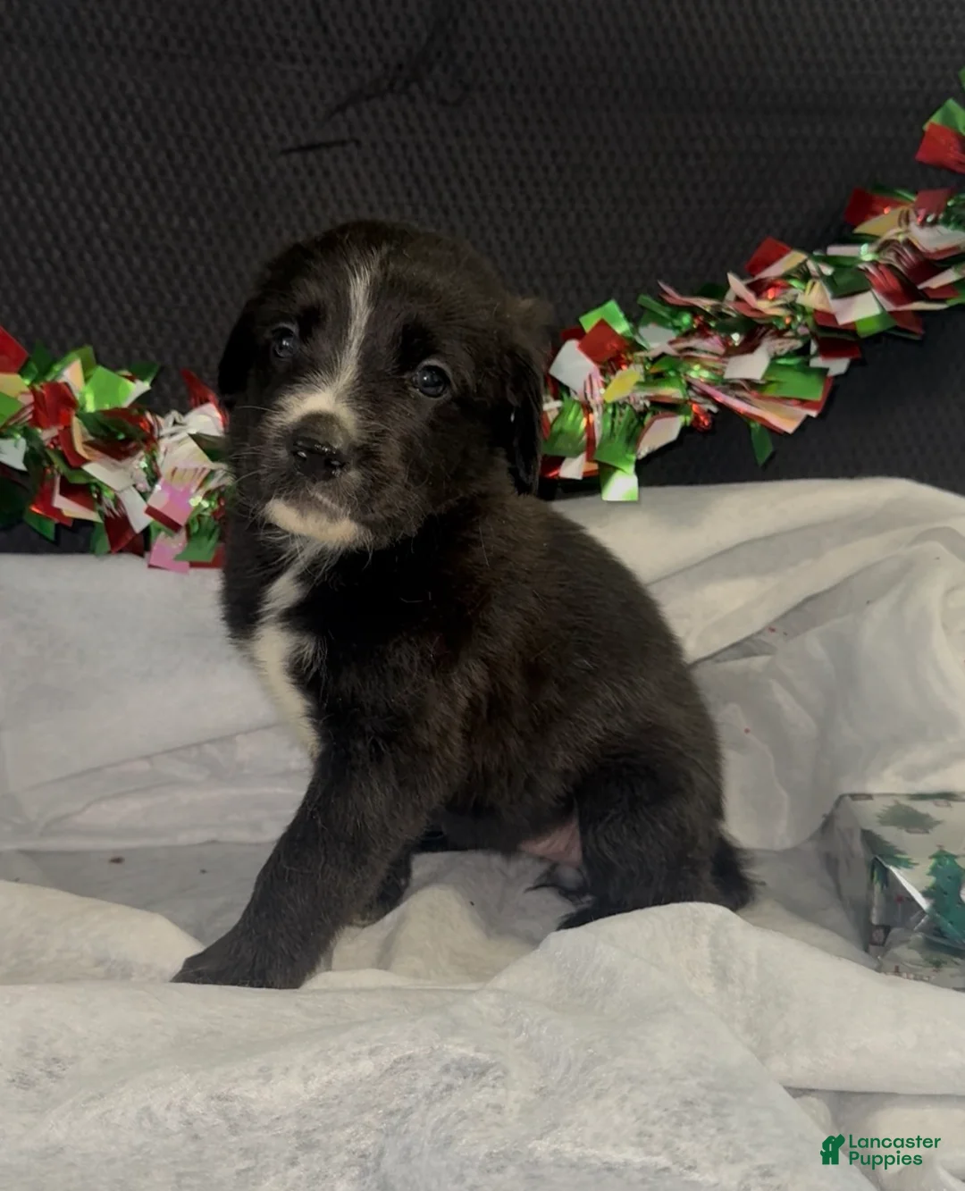 Mixed Breed dogs for sale: Selena - Ad 1