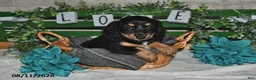 Miniature Dachshund dogs for sale: Jax - Ad 5