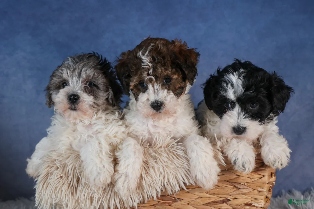 Havapoo dogs for sale: FREDA - Ad 17