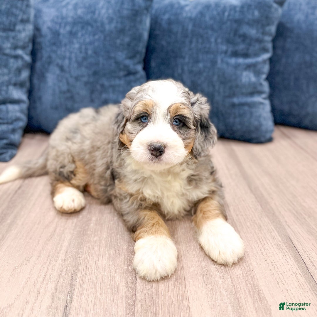 Mini Bernedoodle dogs for sale: Brody - Ad 3
