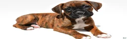 Boxer dogs for sale: Sadie - Ad 5