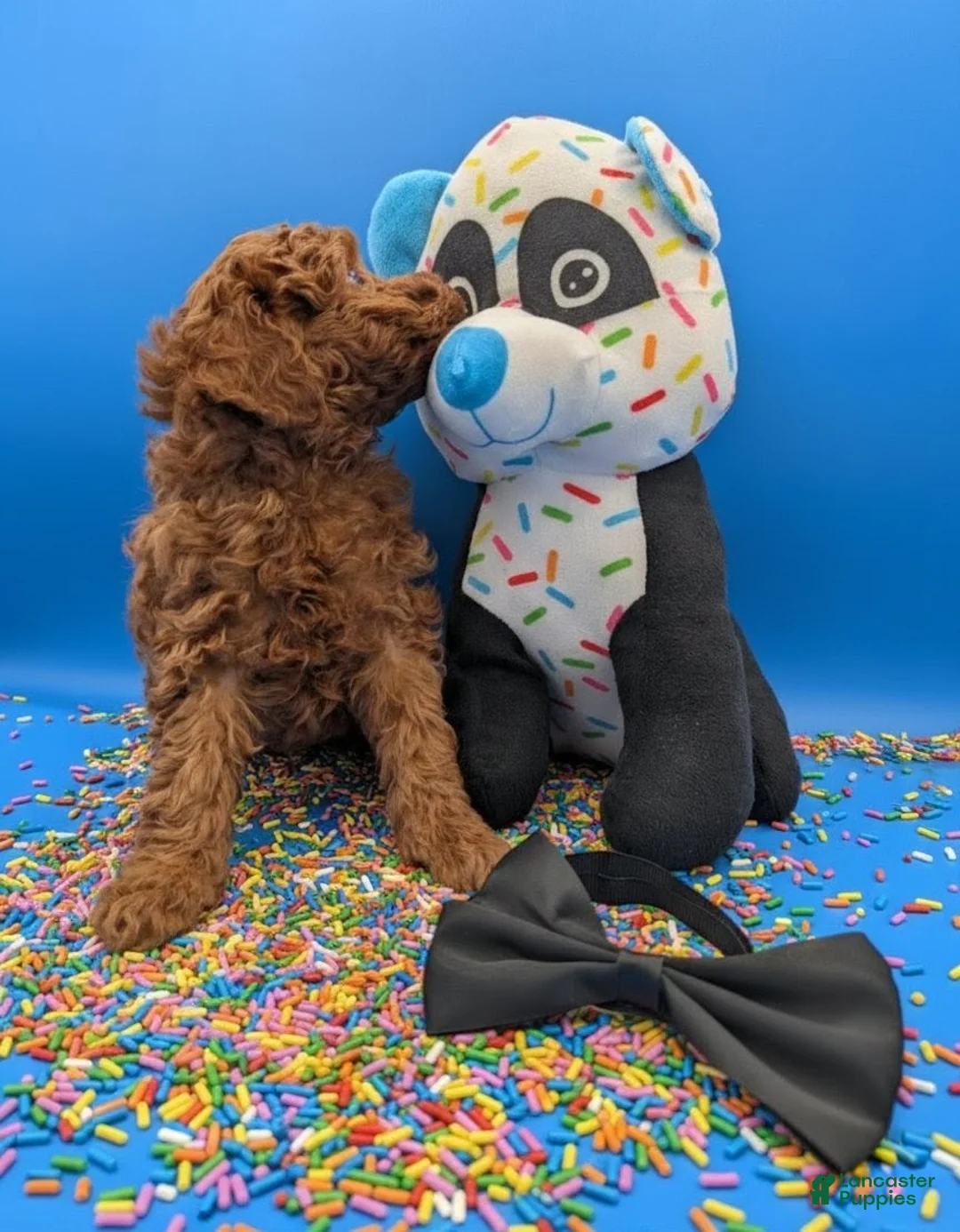 Toy Poodle dogs for sale: Oliver 🖤 - Ad 8