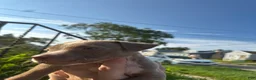 American Bully dogs for sale: Cupcake  - Ad 11