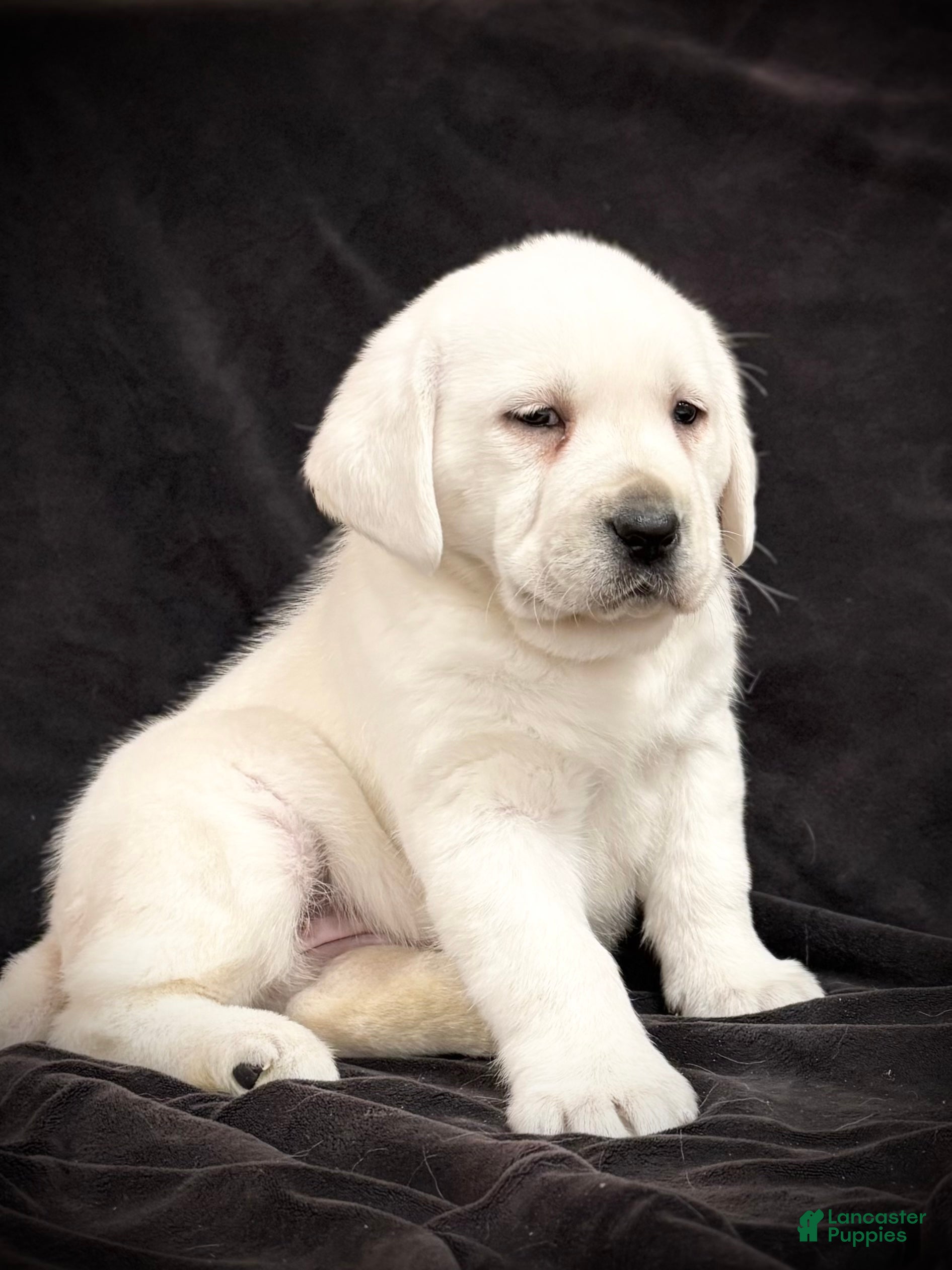 Labrador Retriever dogs Gemma  - Ad 2