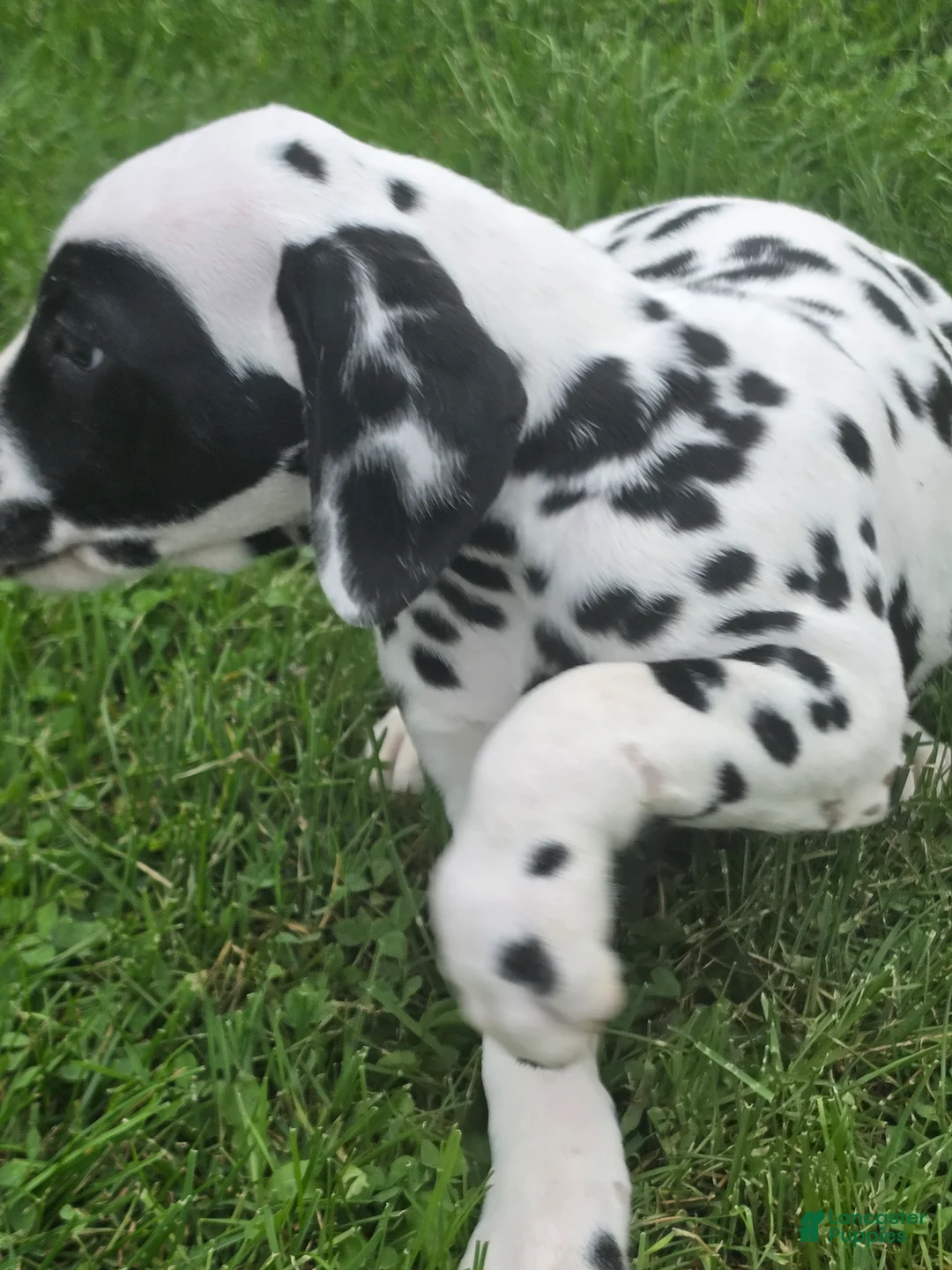 Dalmatian dogs for sale: Dalmatian Male 1 - Ad 4