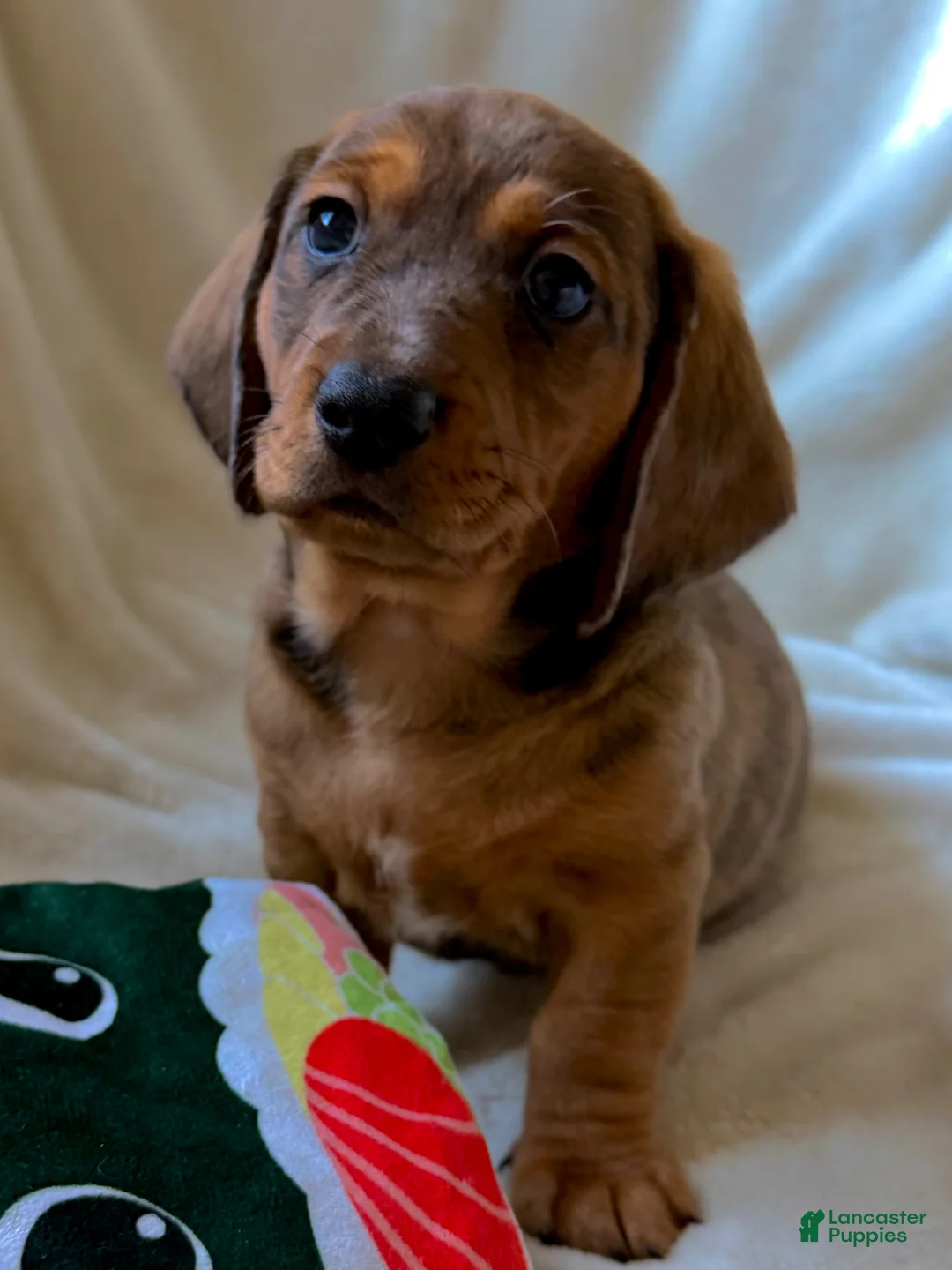 Miniature Dachshund dogs for sale: Eric - Ad 2