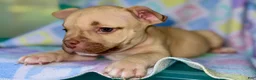 American Bully dogs for sale: American Bully 1 - Ad 3