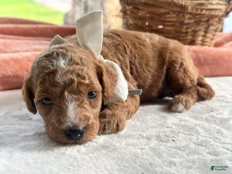 Mini Goldendoodle dogs Raya - Ad 2