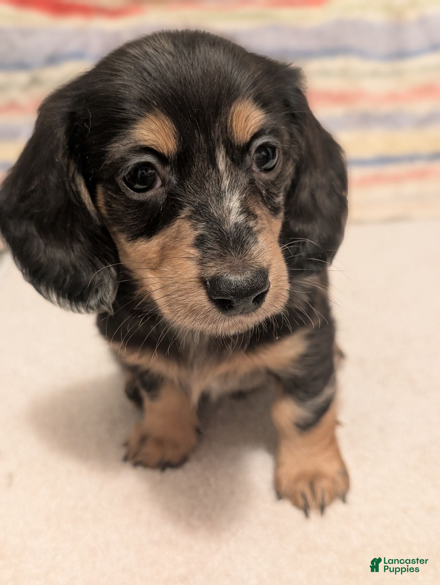 Miniature Dachshund dogs Felix - Ad 4