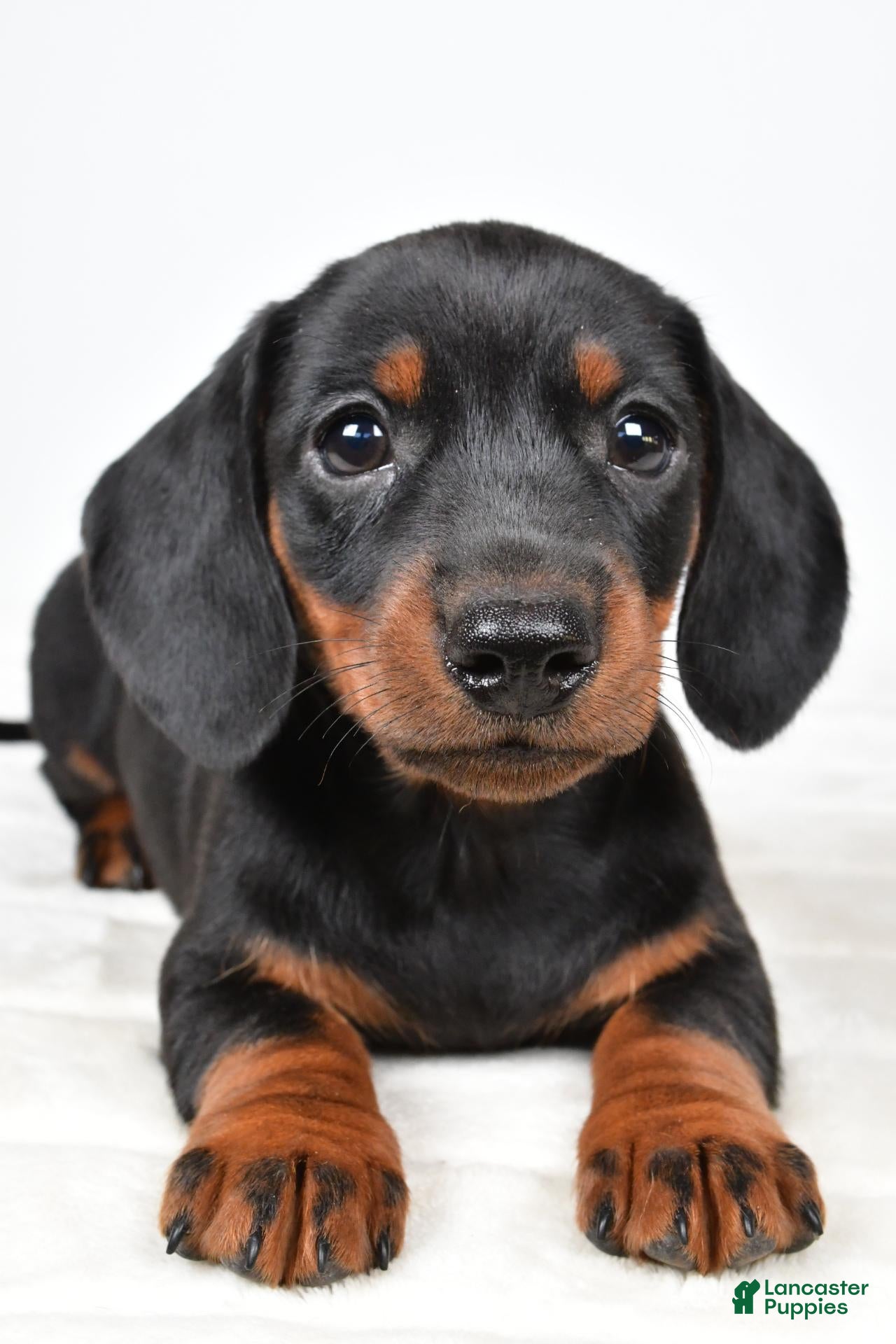 Miniature Dachshund dogs Buddy - Ad 2