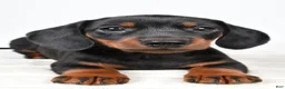 Miniature Dachshund dogs for sale: Buddy - Ad 2