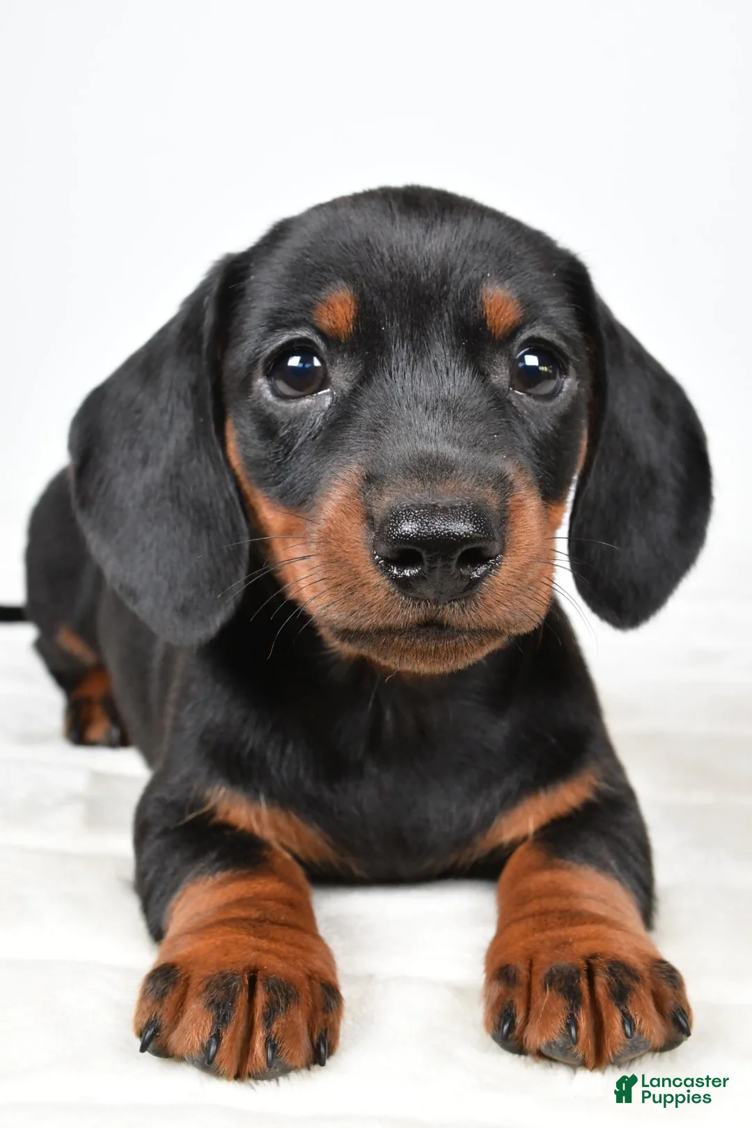 Miniature Dachshund dogs for sale: Buddy - Ad 2