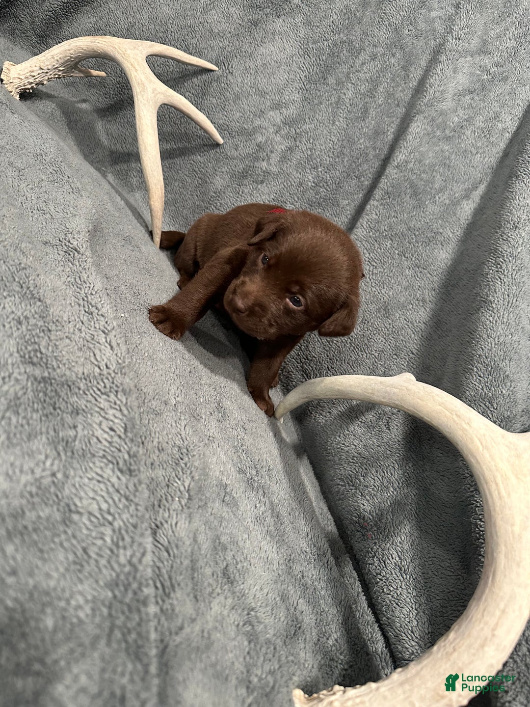 Labrador Retriever dogs for sale: Hershey - Ad 4