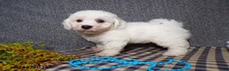 Bichon Frise dogs for sale: Benji - Ad 3