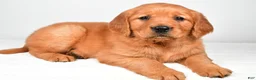 Golden Retriever dogs for sale: Rebecca - Ad 1