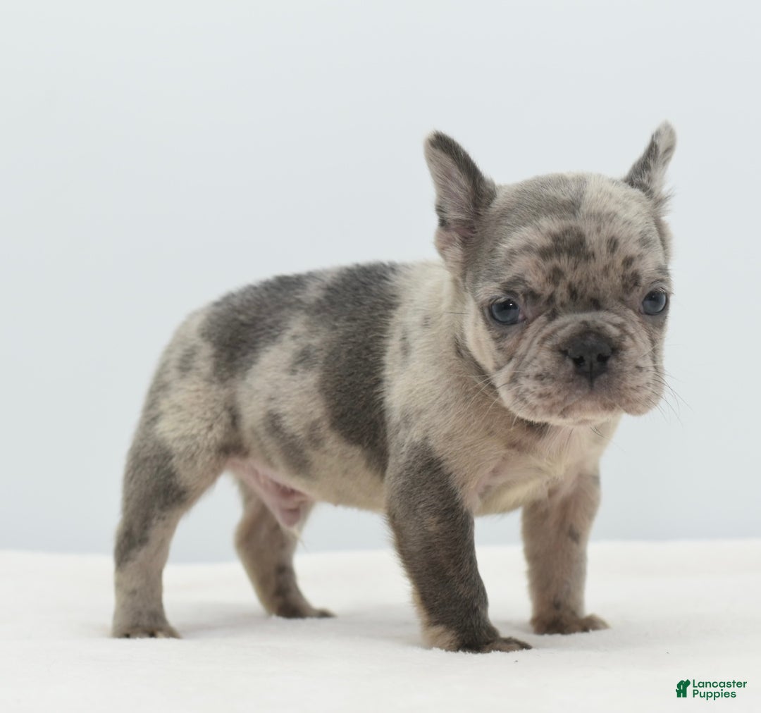 Mixed Breed dogs for sale: Hollywood merle blue  - Ad 24