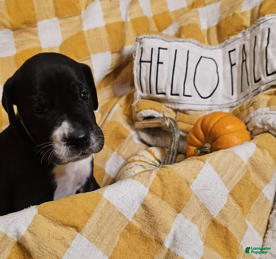 Great Dane dogs for sale: Clove - Ad 5