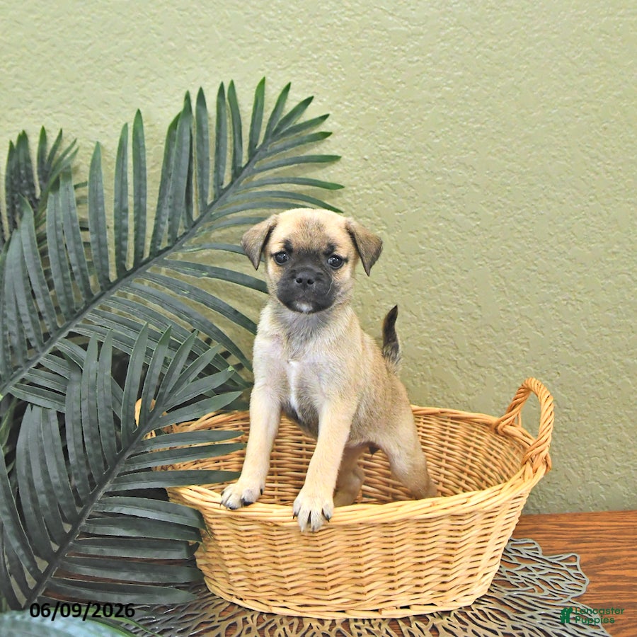 Mixed Breed dogs Clover - Ad 1