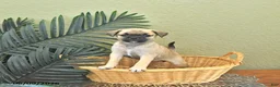 Mixed Breed dogs for sale: Clover - Ad 1