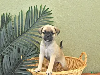 Mixed Breed dogs for sale: Clover - Ad 1