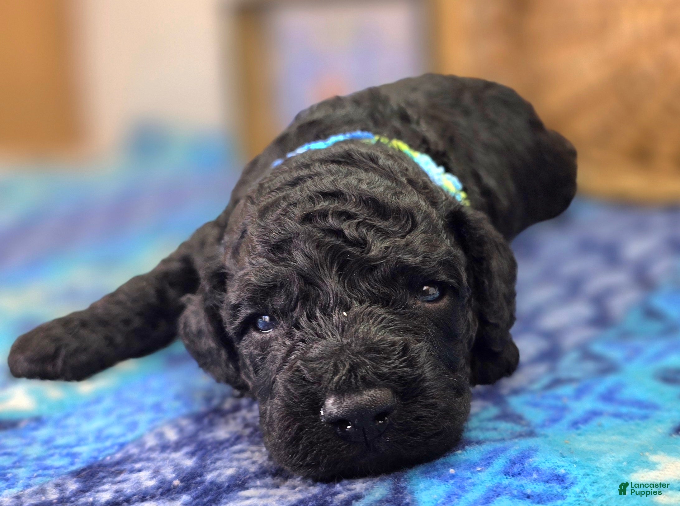 Cockapoo dogs Foggy - Ad 8