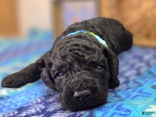 Cockapoo dogs Foggy - Ad 9