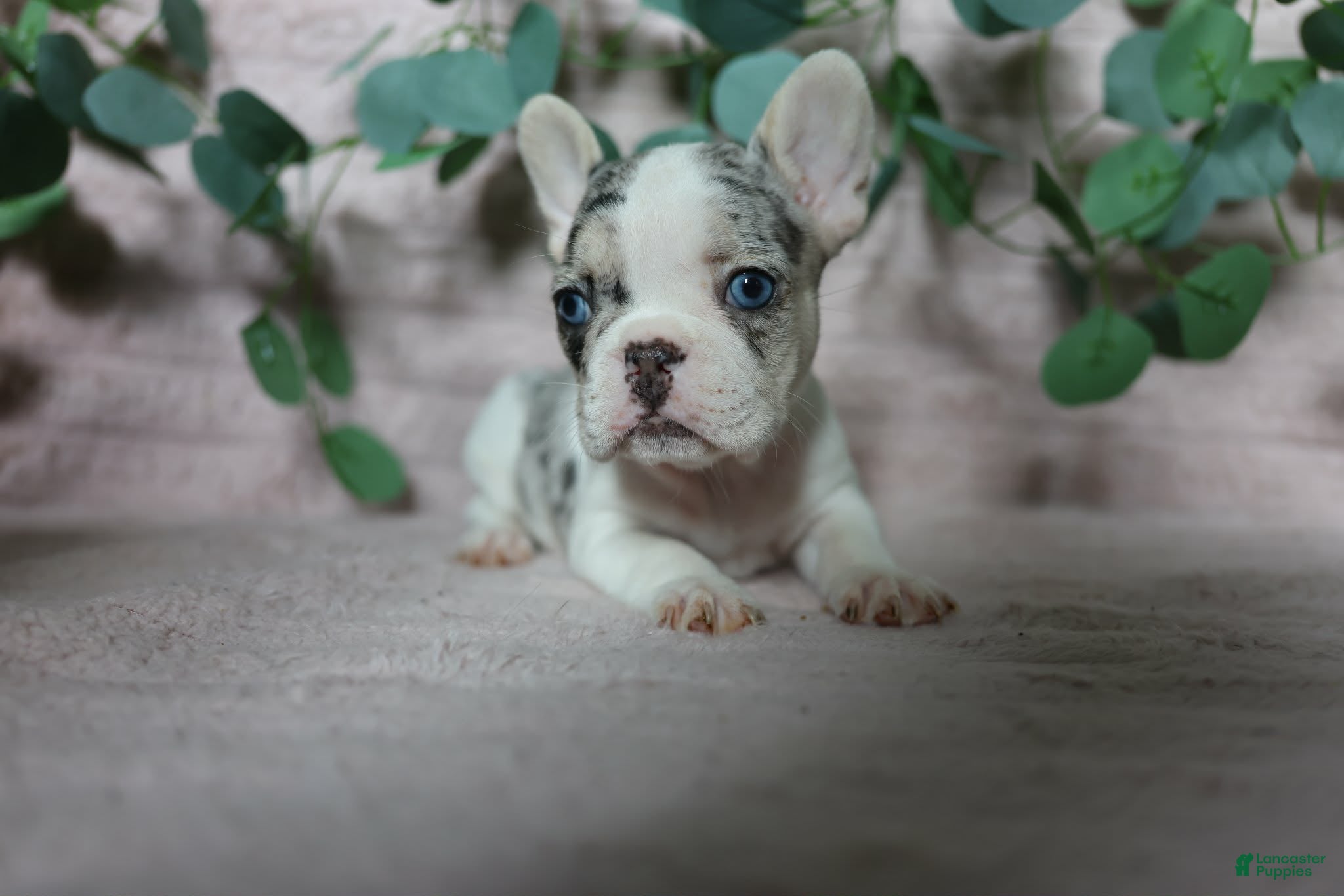 French Bulldog dogs Stella - Ad 26