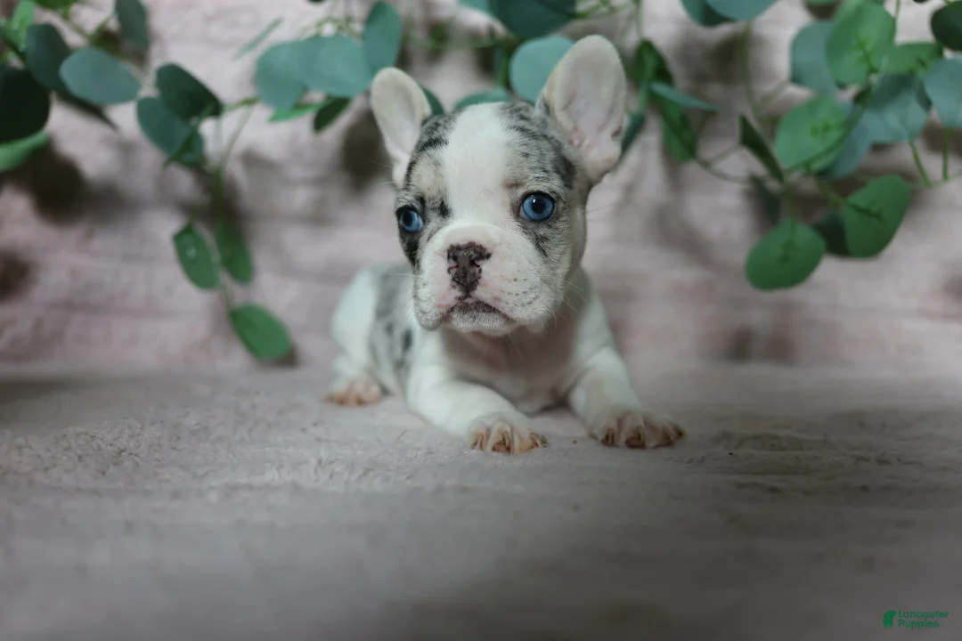 French Bulldog dogs for sale: Stella - Ad 1