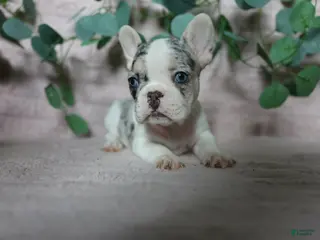 French Bulldog dogs Stella - Ad 26