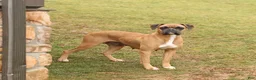 Boxer dogs for sale: Dilly - Ad 6
