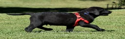 Labrador Retriever dogs for sale: Ethan - Ad 2