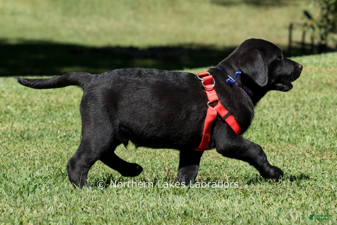 Labrador Retriever dogs for sale: Ethan - Ad 2