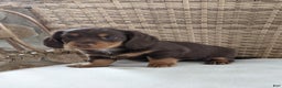 Miniature Dachshund dogs for sale: Coco - Ad 10