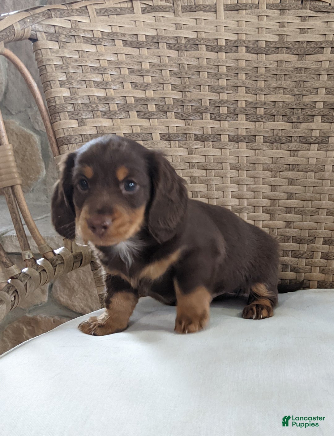 Miniature Dachshund dogs for sale: Coco - Ad 10