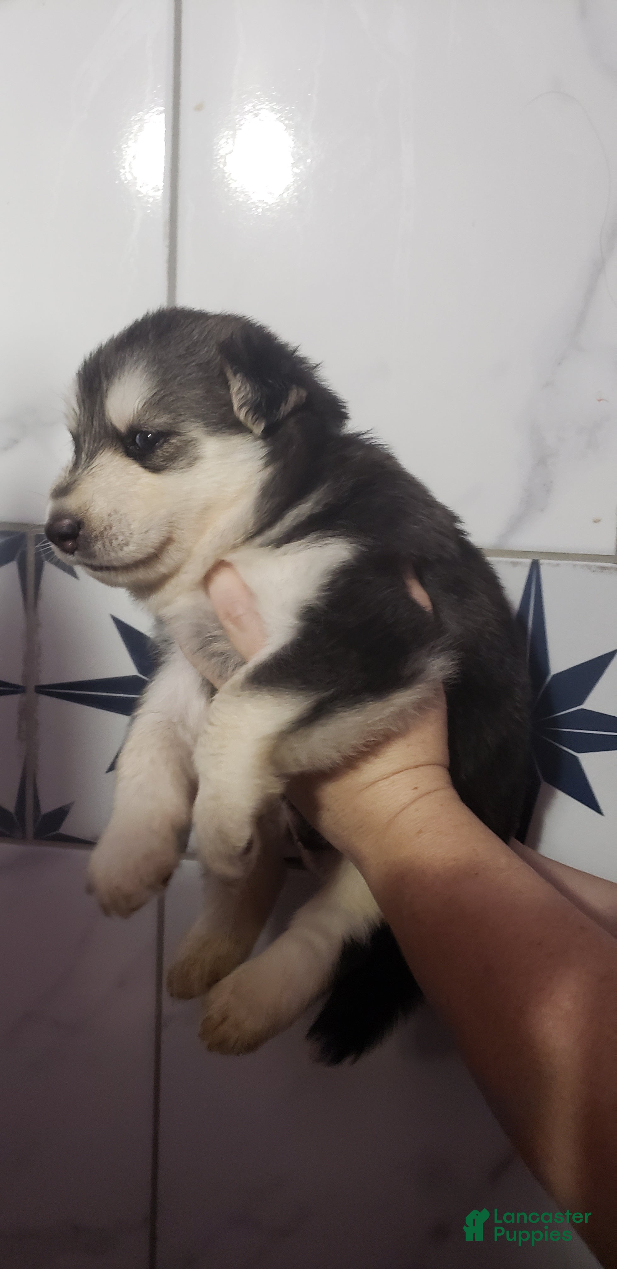 Siberian Husky dogs for sale: Siberian Husky 2 - Ad 1