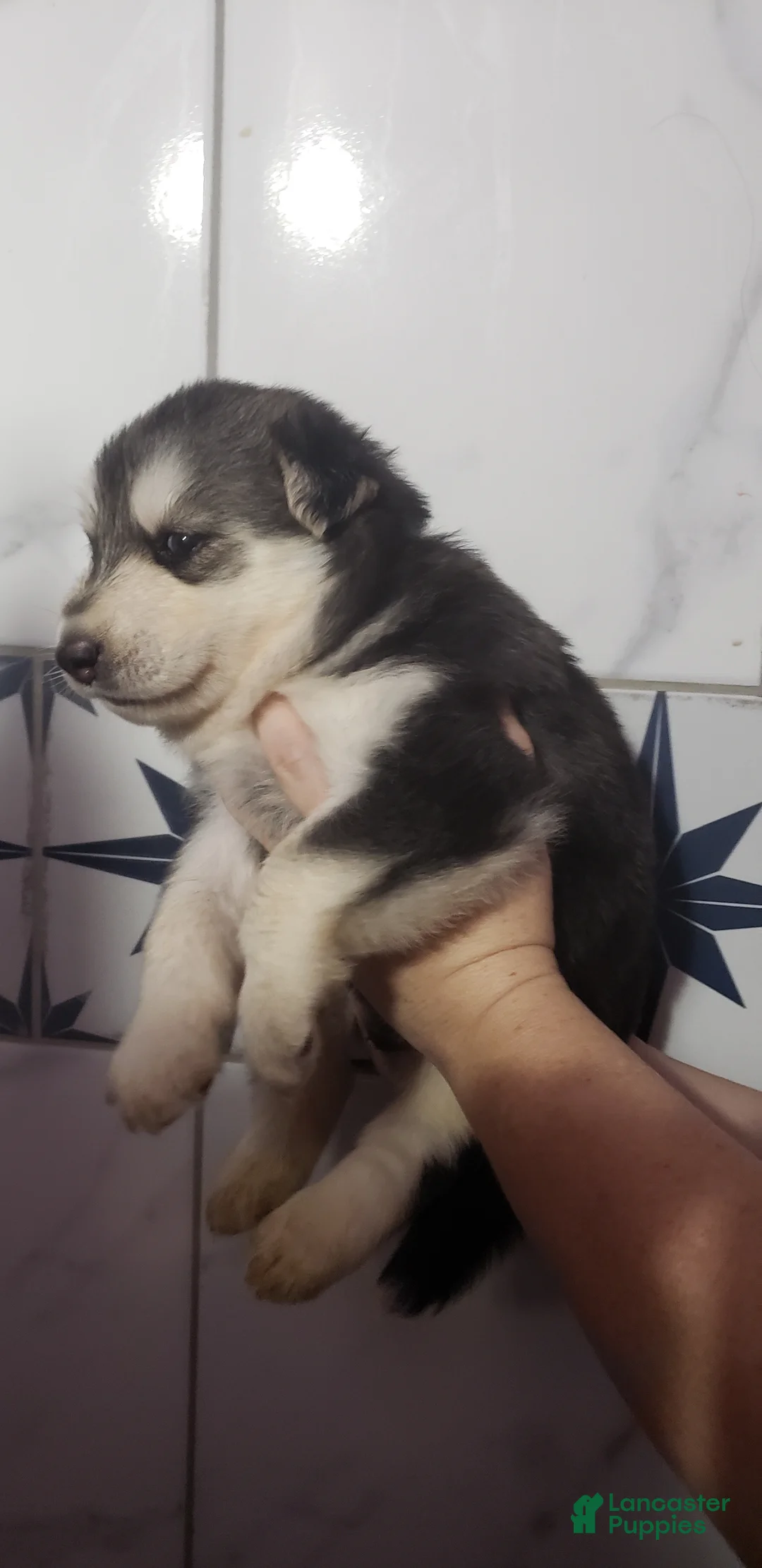 Siberian Husky dogs for sale: Siberian Husky 2 - Ad 1
