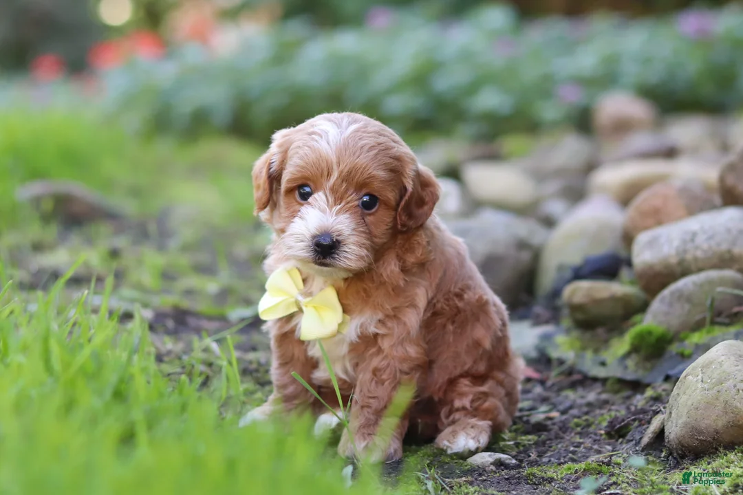 Maltipoo dogs for sale: Luca - Ad 1