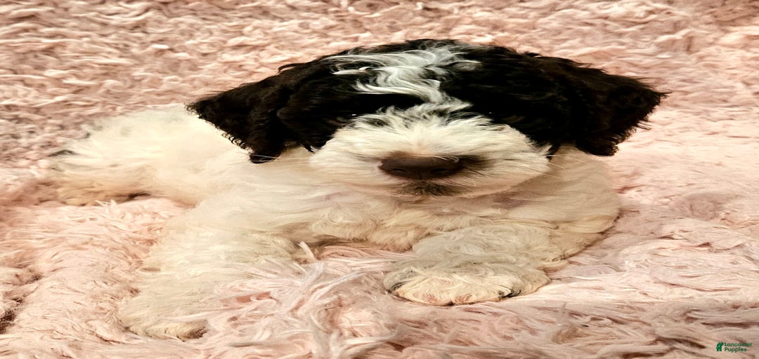 Gallery Image {{count}}