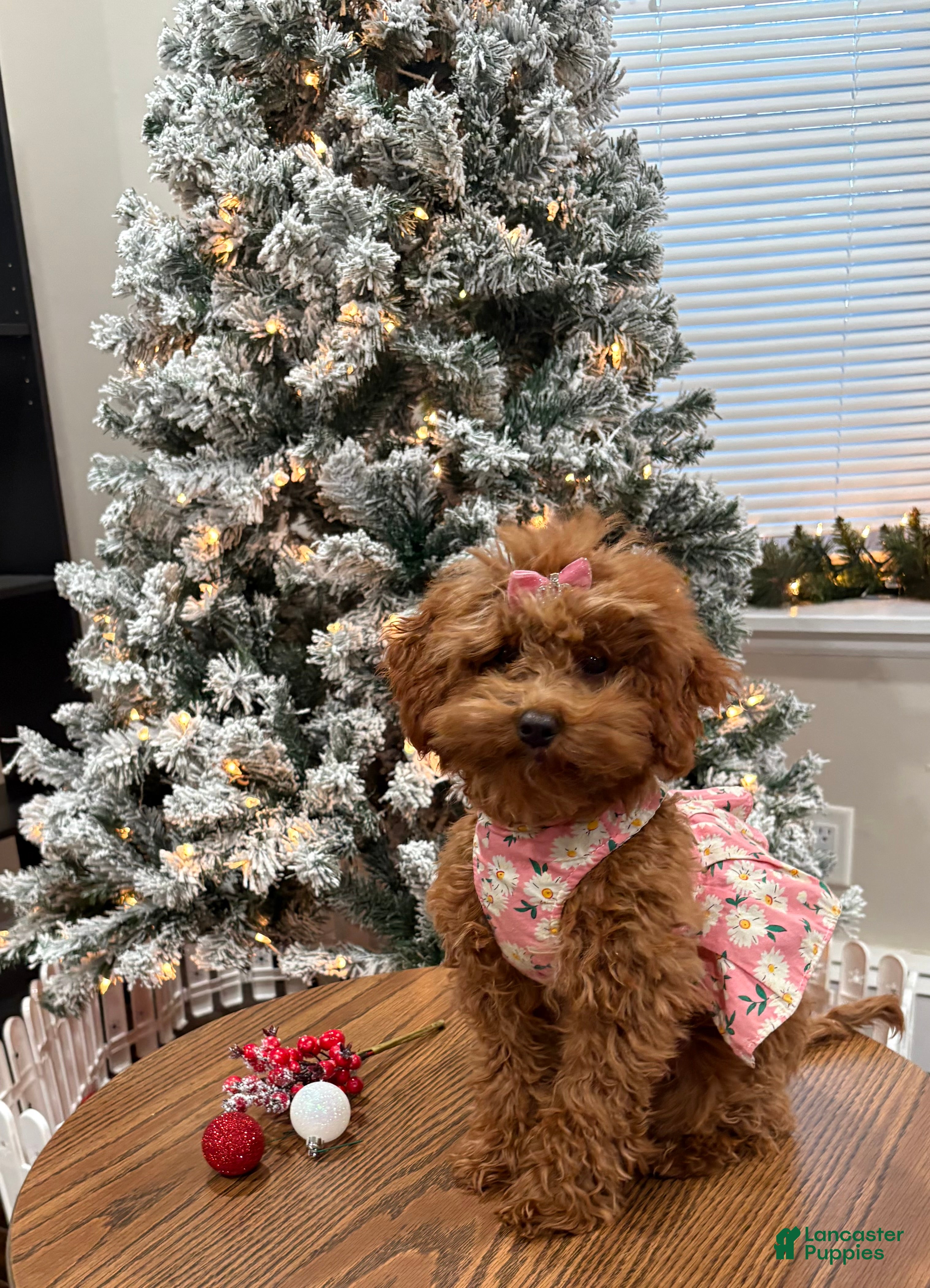 Miniature Poodle dogs Roxy - Ad 2