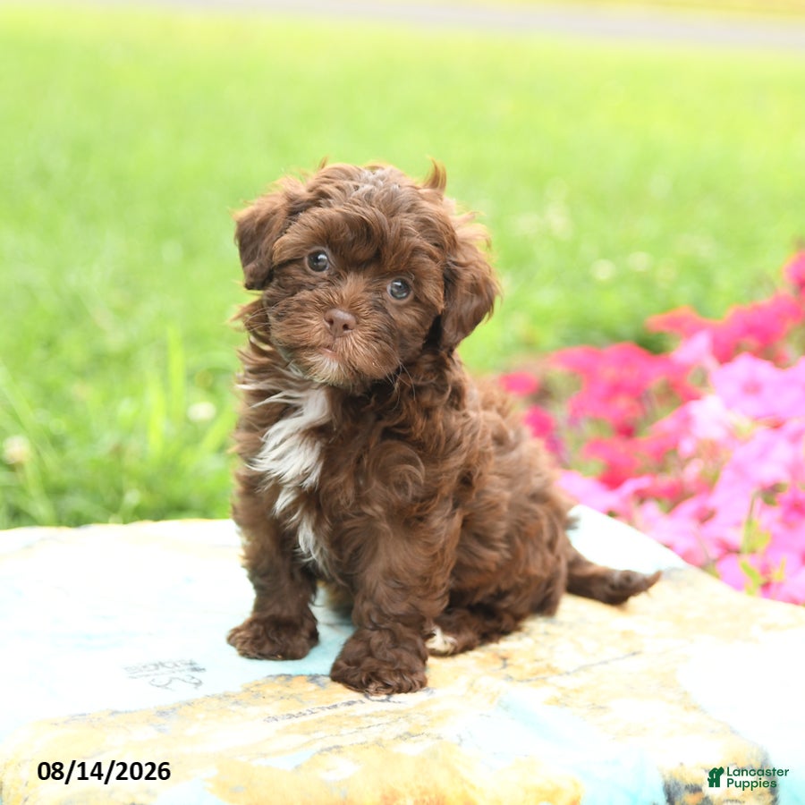 Shihpoo dogs Java - Ad 2