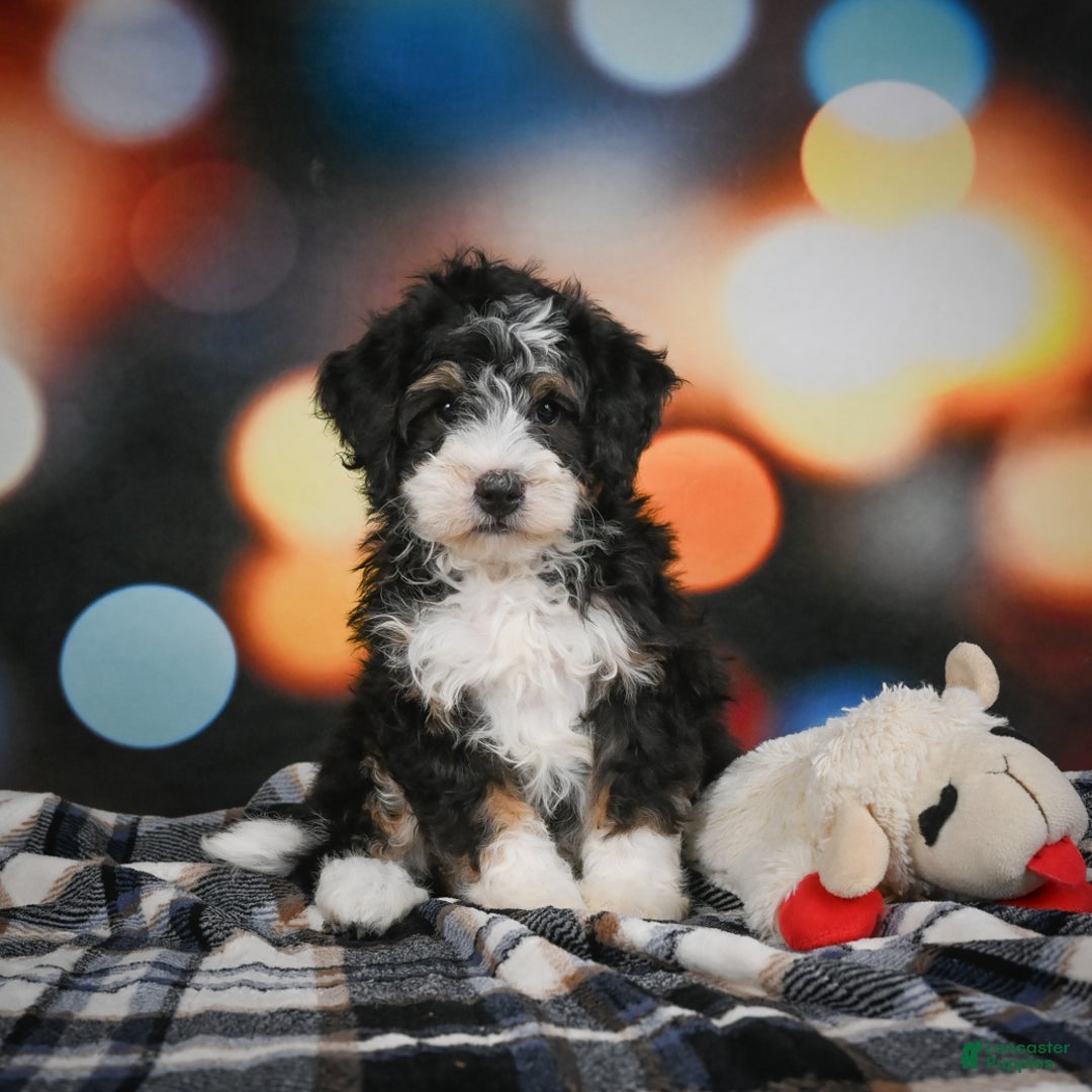 Mini Bernedoodle dogs for sale: Marco - Ad 3