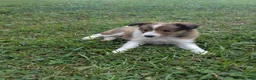 Shetland Sheepdog dogs for sale: Shetland Sheepdog 2 - Ad 2