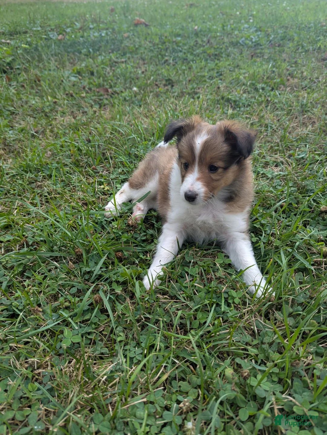 Shetland Sheepdog dogs for sale: Shetland Sheepdog 2 - Ad 2