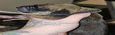 Light blue collar