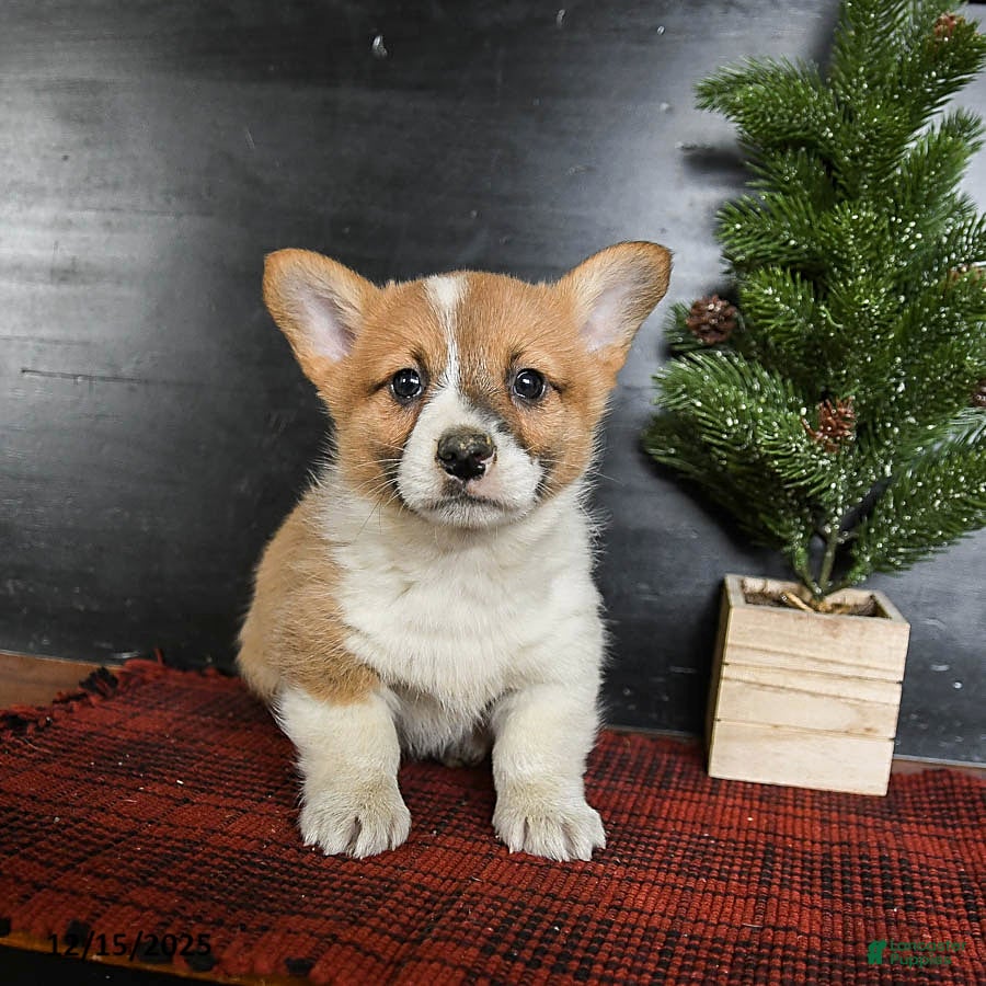 Welsh Corgi Pembroke dogs Grover - Ad 42