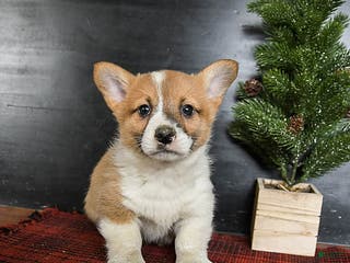 Welsh Corgi Pembroke dogs Grover - Ad 8