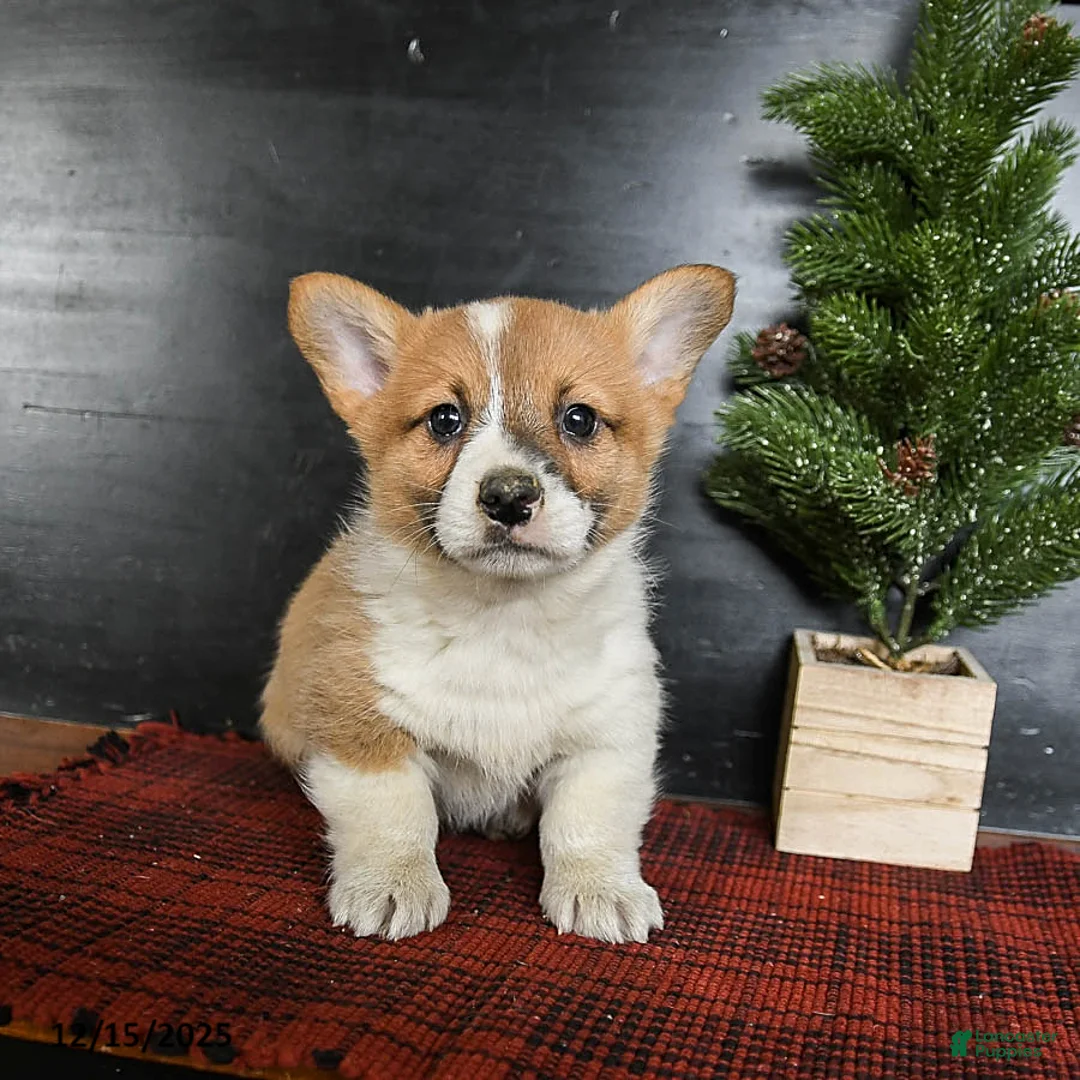 Welsh Corgi Pembroke dogs for sale: Grover - Ad 1